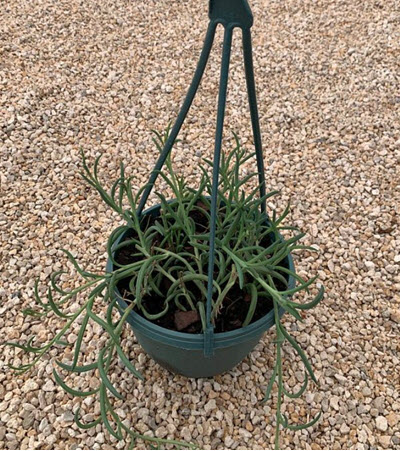 String of Fish Hooks Radicans Senecio